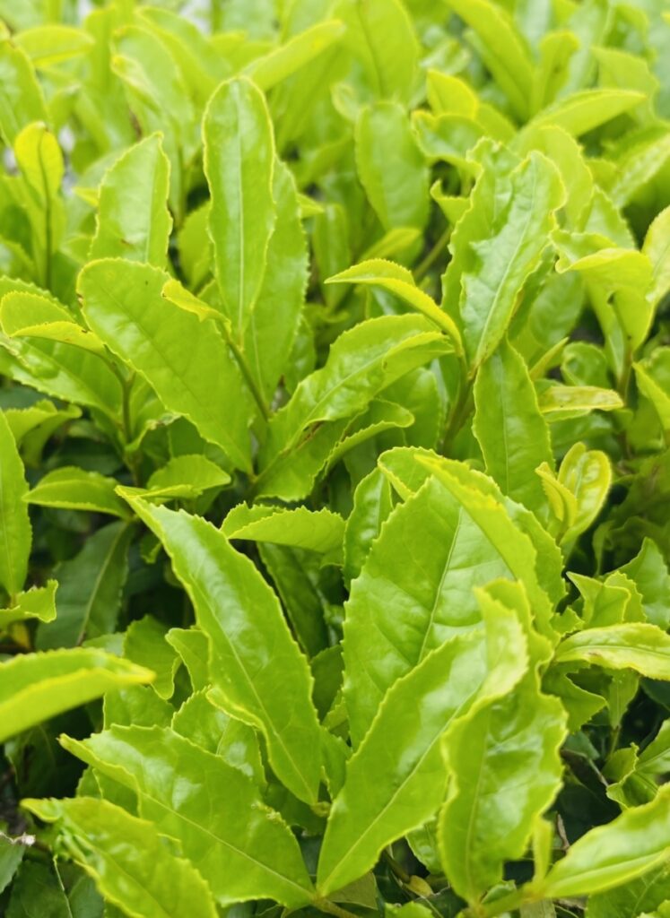 新茶の発送につきまして